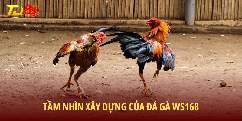 Tầm nhìn xây dựng hệ thống của đá gà WS168